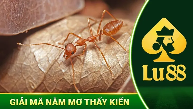 Giải Mã Nằm Mơ Thấy Kiến Mang Điềm Báo Lành Hay Dữ?